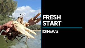 Freshwater crayfish released into River Murray in attempt to revive species