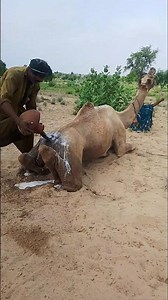 لقطةٌ صحراويةٌ أصيلةٌ تكشفُ أسلوبًا تقليديًا لتبريدِ الجملِ ومساعدتِه على مواجهةِ لهيبِ الحرِّ. 🐪💧