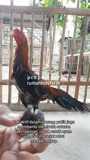 240K views · 1.6K reactions | Ayam Sering Megap-Megap? Coba Cara Tradisional Ini! #fyp #tutorial #peternakan | Rumah Hias Farm | Facebook
