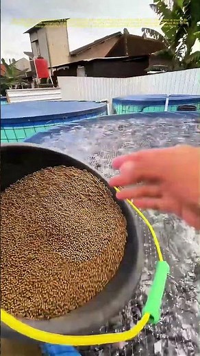 Feeding Frenzy: How Fish Farms Keep Their Schools Hungry for Success