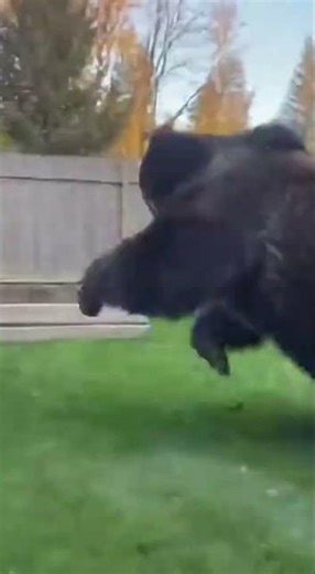 Shaky phone video giant bear sneaks close 😳🐻 #animalshorts #viralvideo #fyp