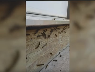 Do you know why caterpillars hate loud noises?