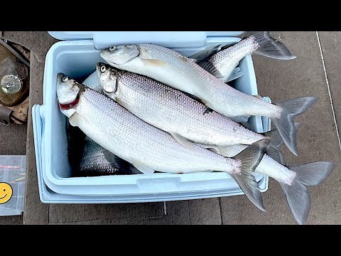 Green Lake Cisco Fishing 2023