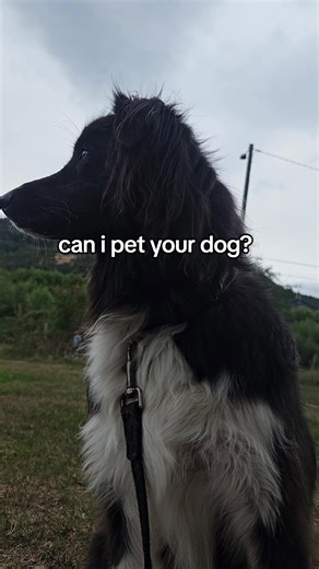 Turbo love pepole❤️ please don't make a trend of bite risk dogs and be proud of it💔 that's just wrong except if it's traume #fyp #dogs #bordercollie #novascotiaducktollingretriever #trend