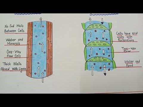 How to draw Xylem and Phloem tissues / Xylem and Phloem tissues drawing and explanation