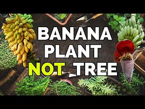 The Philippines: The Amazing Journey of a Banana | Travel Discovery