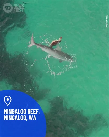 106K views · 336 reactions | How Amazing Is This? Turtle Uses Its Shell To Survive Shark Attack WA videographer Dylan deHaas shot this amazing moment at the Ningaloo Reef, off the northwest coast of the state. According to DeHaas, the turtle managed to get to shore and escaped becoming this shark's dinner! | 10 News Perth | Facebook