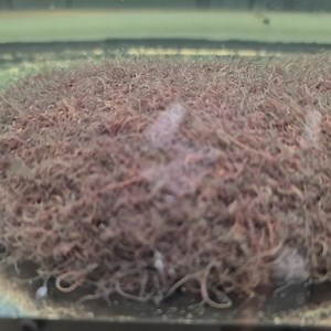 The draught is over Live black worms are now in stock! | Nano Tanks Australia