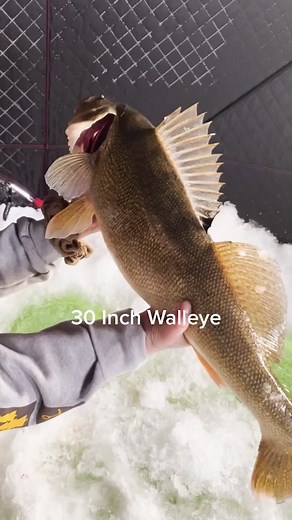 #walleye #canada #icefishing #saskatchewan #Outdoors #fishing #fishfrostbite