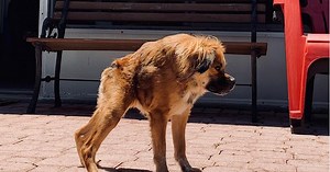 Htjeli su je uspavati zbog rijetke bolesti, ali njezina vlasnica joj je podarila najsretniji život