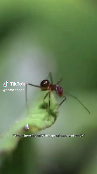Creating a Frog Haven and Ant Habitat Adventure