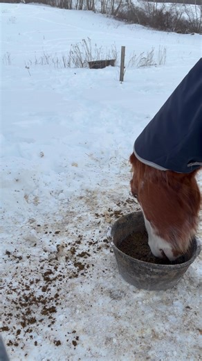 It’s Thursday! The farmstand will be open today through Sunday from 10-5. Rusty is having his breakfast amid the singing of the song birds, and daylight hours are getting longer. Two signs that spring is in the air! #sunsethillfarm #farmstand #sistersinbusiness #farmlife | Sunset Hill Farm