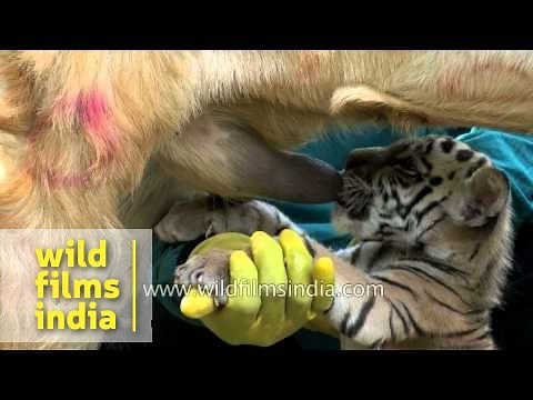 Tiger cub suckled by a Goat!