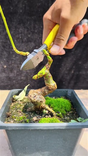 半成品矮霸盆景素材#盆景制作#掌上盆景#矮霸盆景Semi finished dwarf bonsai materials#Bonsai making#Palm bonsai#dwarf bonsai