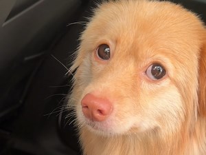 【风笑试玩】一款让人一直想往下挖的游戏丨钻核公司（Drill Core） 试玩