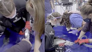 3.7K views · 199 reactions | Shark medical exams require all hands on deck.  Our Animal Health team performs the necessary medical tests and procedures while our Animal Care and Welfare team focuses on positioning the shark and keeping them comfortable during their exam. 麗 #SharkWeek | National Aquarium | Facebook