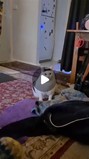 Huh Cat on Instagram: ""Hello! This is Ben's Human! We are thrilled to announce the NFT release of Ben's iconic video! The auction starts at 6.30pm AEST! Thank you!" https://foundation.app/mint/eth/0x97FE8701793639022ddE8bdACA4c23230DA67349/1"