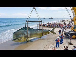 Unreal Mahi Mahi Catch — Pure Offshore Action (Ocean Documentary)