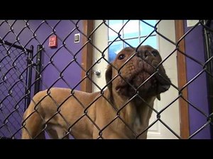 Fear Aggressive Mastiff Day 1