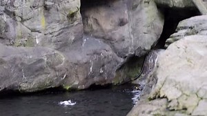 2.8K views · 302 reactions | FREEEEE BIRD YEAH…. #OregonCoastAquarium #FreeBird #seabirds #puffins | Oregon Coast Aquarium | Facebook