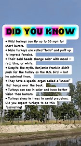 Wild Turkey Facts You Won’t Believe! #facts | Did You Know Facts By OFS