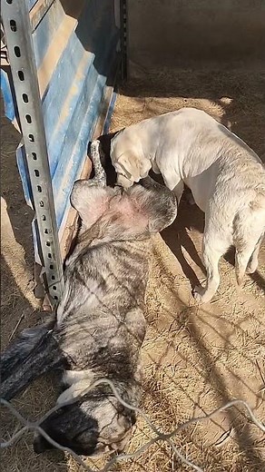 Amazing Dog Breeding Process