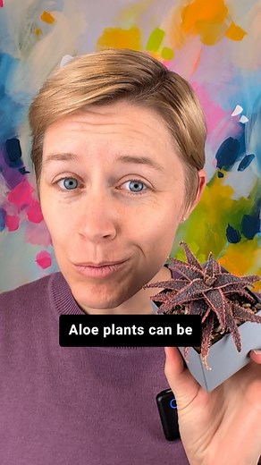 Have you taken a cutting (not a pup) from an Aloe plant and had the base put off new babies? I'm 6 months in and there's no sign of new growth but I'm crossing my fingers it happens still! In other news... How amazing are the pink and purple hues in this Aloe? All of that is from regular LED bulbs that I'm using as grow lights 👌 | Succulents and Sunshine