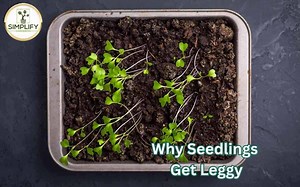 Why Seedlings Get Leggy. Fix Proven Issues To Succeed - Simplify Gardening