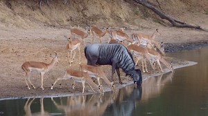 23M views · 183K reactions | Watch as this lone Wildebeest joins Impala herd at the waterhole in Kruger National Park, South Africa. #animals #safari #nature #wildlife #amazing | Wildest Kruger Sightings | Facebook