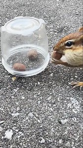(Part 1) Chipmunk Danbi is using his problem-solving skills to the fullest #Birds #BirdPhotography #BirdWatching #BirdLovers #BirdsOfInstagram | Chipmunk Danbi Lovers