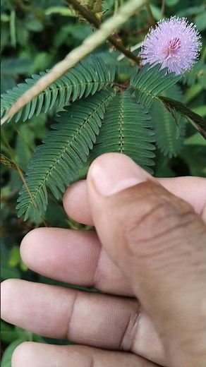 wonder of nature It's Touch-me-not.