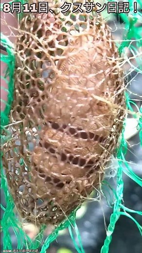 8月11日、クスサン日記！、【ある風景】 #そこにある自然 #昆虫 #ダボさんtv #未来遺産 #自然 #insects #蛾#クスサン#シラガタロウ#繭#蛹#観察
