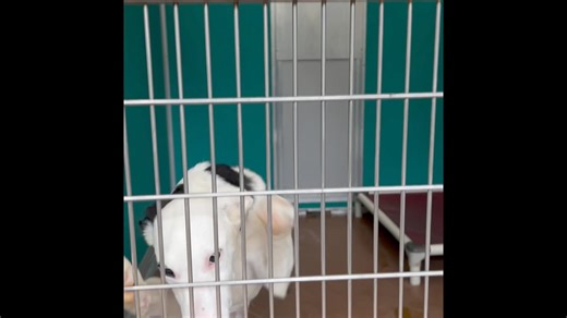 54 reactions · 21 shares | We have this adorable litter of five girls now available for adoption. Sleek and leggy they almost look like whippet border collie mixes?!?Super sweet! Apply today at pawscares.org | PAWS Animal Adoption Center | Facebook