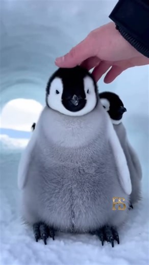 Baby Penguin’s First Steps! 🐧🔥