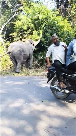 jungle mein Mila hathi# sath mein tha #Sher 🐅👆😂