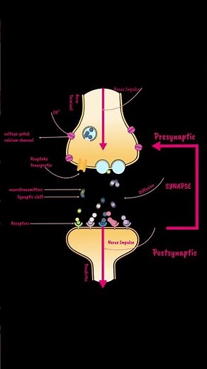 What is a Synapse? Find Out Here! #shorts #chemicalsynapse