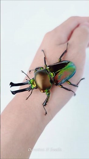 活生生的寶石！滿手的彩虹鍬形蟲 rainbow stag beetle #beetle #scarab #甲蟲 #鍬形蟲
