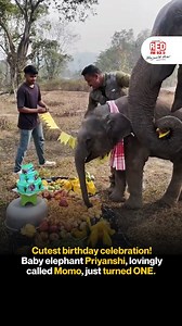 A tiny trunk, a big milestone 🐘💙 Priyanshi aka Momo marked her first birthday in Assam with a celebration that melted the internet — a blue cake, a wholesome feast of fruits and grains, and a traditional Assamese gamosa to make it extra special. Captured and shared by @friend_elephant, the video reflects the gentle care and everyday moments of elephants from Kaziranga. The page, run by Bipin Kashyap, often documents their routines, meals and playful moods — and Momo’s journey from her earliest