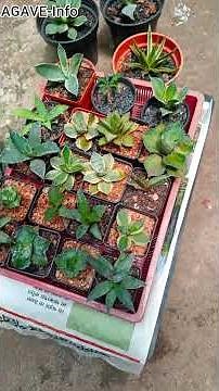 🌿 Agave Plant – From Desert Wonder to Home Garden Beauty