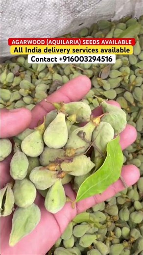 AGARWOOD SEEDS AVAILABLE FOR SALE || AQUILARIA PLANTS AND SEEDS NURSERY #agarwood #agarwoodseeds