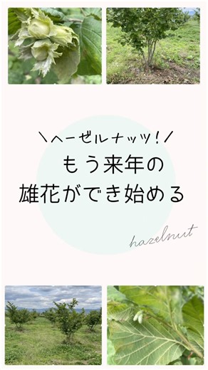 もう来年の雄花ができ始めるヘーゼルナッツ#幸せフルーツ工房 #ブルーベリーの森あづみの #ヘーゼルナッツ栽培 #ピエモンテ産ヘーゼルナッツ