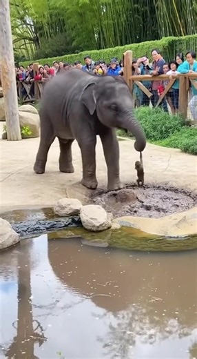 Adorable Baby Elephant Rescued Poor Monkey From The Mud! #elephant #funny #babyelephant #elephantlove #elephantlovers #animals #animallover #wildlife #zoo #playtime #playing #elephantsanctuary #rescue #saveanimals #feeding #feed #piggyback | Daily Elephant