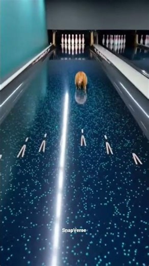 🐱🎳 Cat Becomes the Bowling Ball! Watch What Happens Next 😂