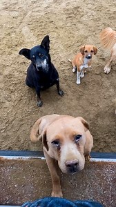 1.9M views · 149K reactions | A pack of wild dogs followed a couple to their campsite...and their whole lives changed! Wait til two of them feel safe enough to give birth 凉 Keep up with Finn, Henry and Sydney on Instagram: https://thedo.do/keepingfinn along with Divine On The Road: https://thedo.do/divine Learn more about rescues from Los Adoptables: https://thedo.do/losadoptablesorg and The Animal Pad: https://thedo.do/donatetheanimalpad | The Dodo | Facebook