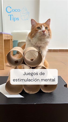 Linda Clavijo on Instagram: "Juegos interactivos para tu gato fáciles y muy económicos. Lo mejor es que lo estimularás mentalmente y ambos se van a divertir. 😻❤️ ¡Comenta si también lo hiciste!"