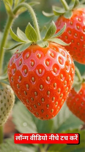 🌱 Magical Plant Growth Time-Lapse in 10 Seconds | 4K Ultra HD | AI Cinematic Nature Animation 🍓 |