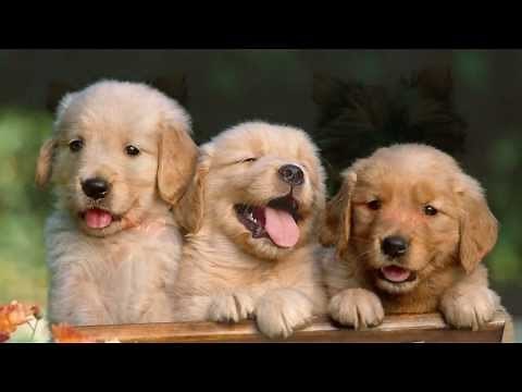 Happy Birthday Video Card featuring cute PUPPIES