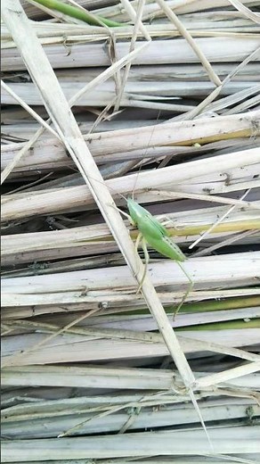 DIFFERENT STAGES OF INSECT LIFE 🐝🦋