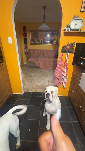 🐾 DEAF DOGS ROCK! I had some great questions the other night on The Nightline on 2HD Newcastle & 2SM Super Radio Network about my rescue dog DJ. The main one was does he really respond to hand signals. He was born deaf and was first adopted through Hear No Evil, Australian Deaf Dog Rescue. but when his first family’s circumstances changed, he came back into care. They told me it was their first boxer, and I completely understand how full on the breed can be. Boxers have big energy, huge hearts,