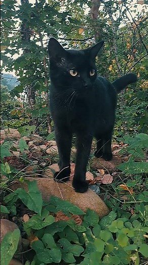 Trash Pack - The Movie / Monster Productions